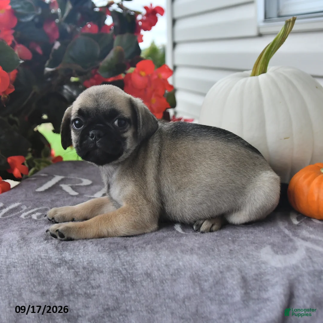 Puggle dogs for sale: Russet - Ad 2