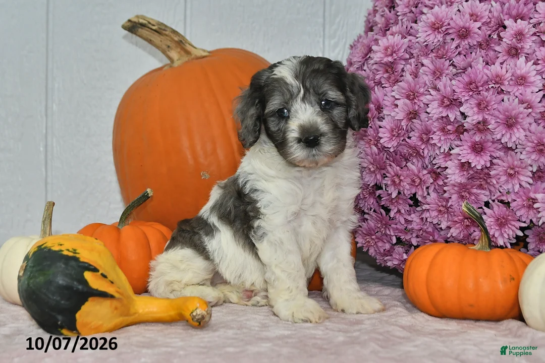 Cockapoo dogs for sale: Milo - Ad 1