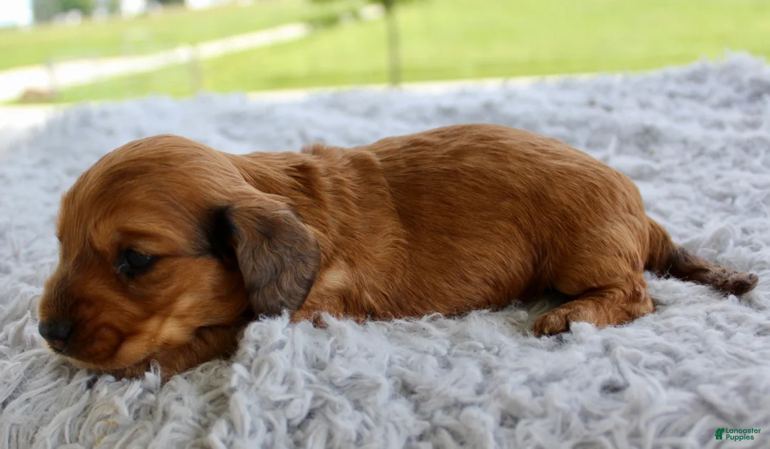 Miniature Dachshund dogs for sale: Miniature Dachshund 4 - Ad 1