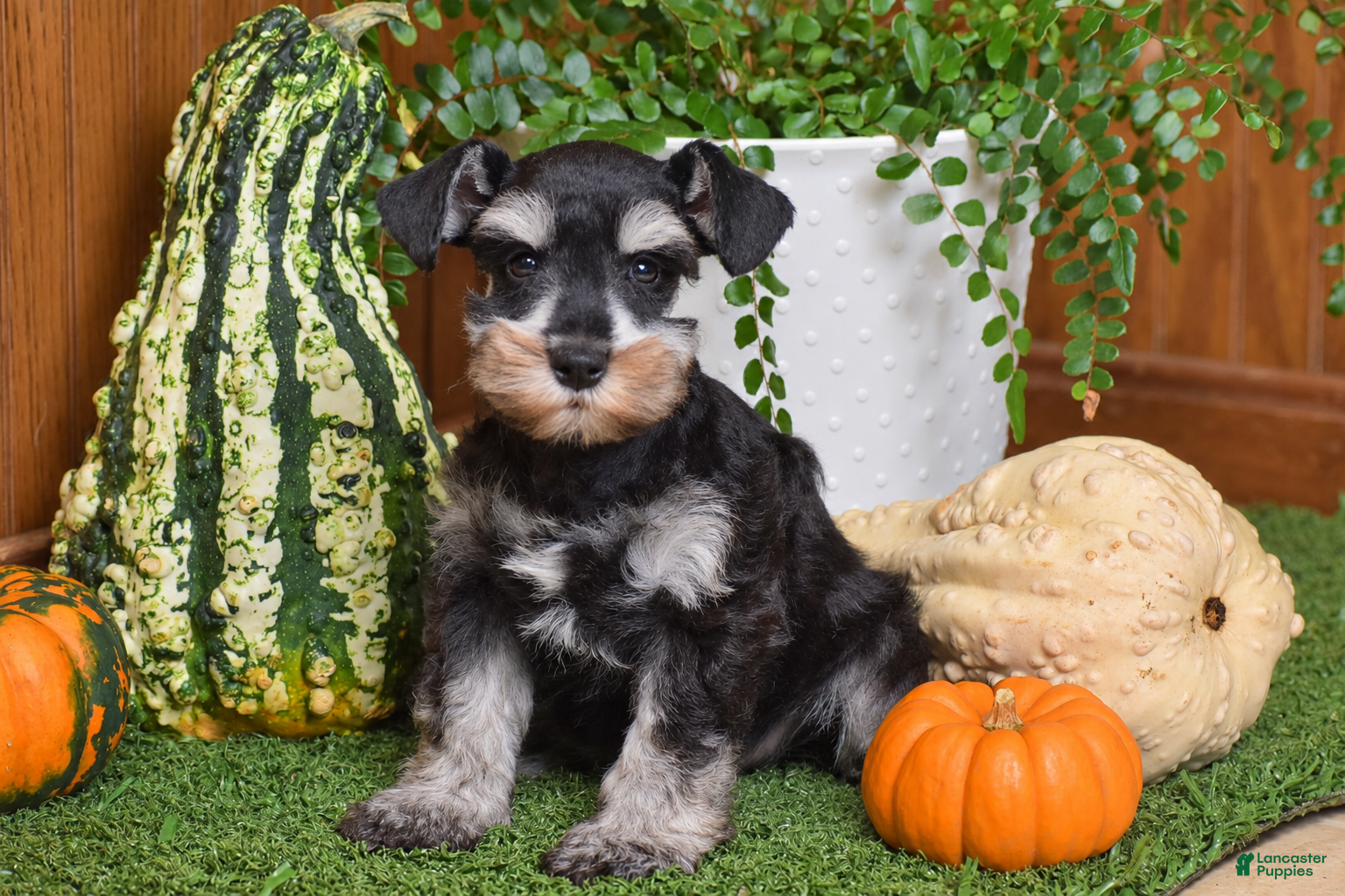 Miniature Schnauzer dogs Maddox - Ad 1