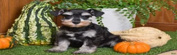 Miniature Schnauzer dogs for sale: Maddox - Ad 1
