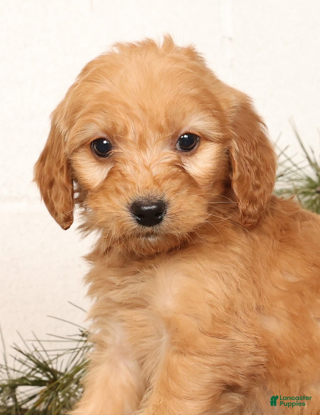 Mini Goldendoodle dogs for sale: Missy - Ad 5