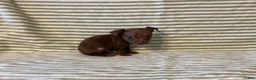 Chihuahua dogs for sale: Rio - Ad 8