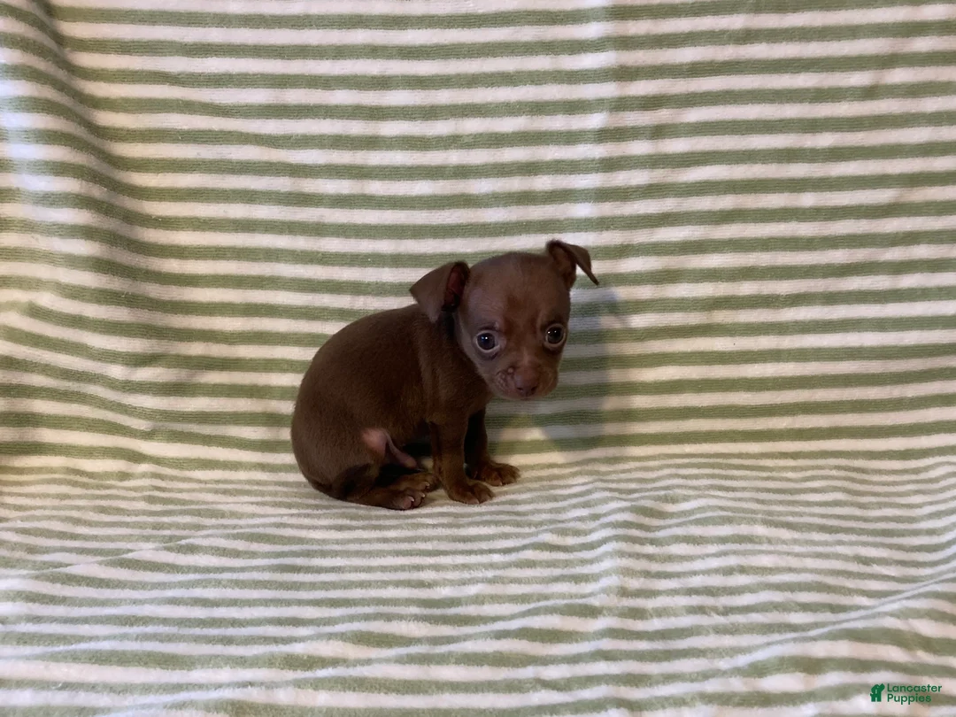 Chihuahua dogs for sale: Rio - Ad 8