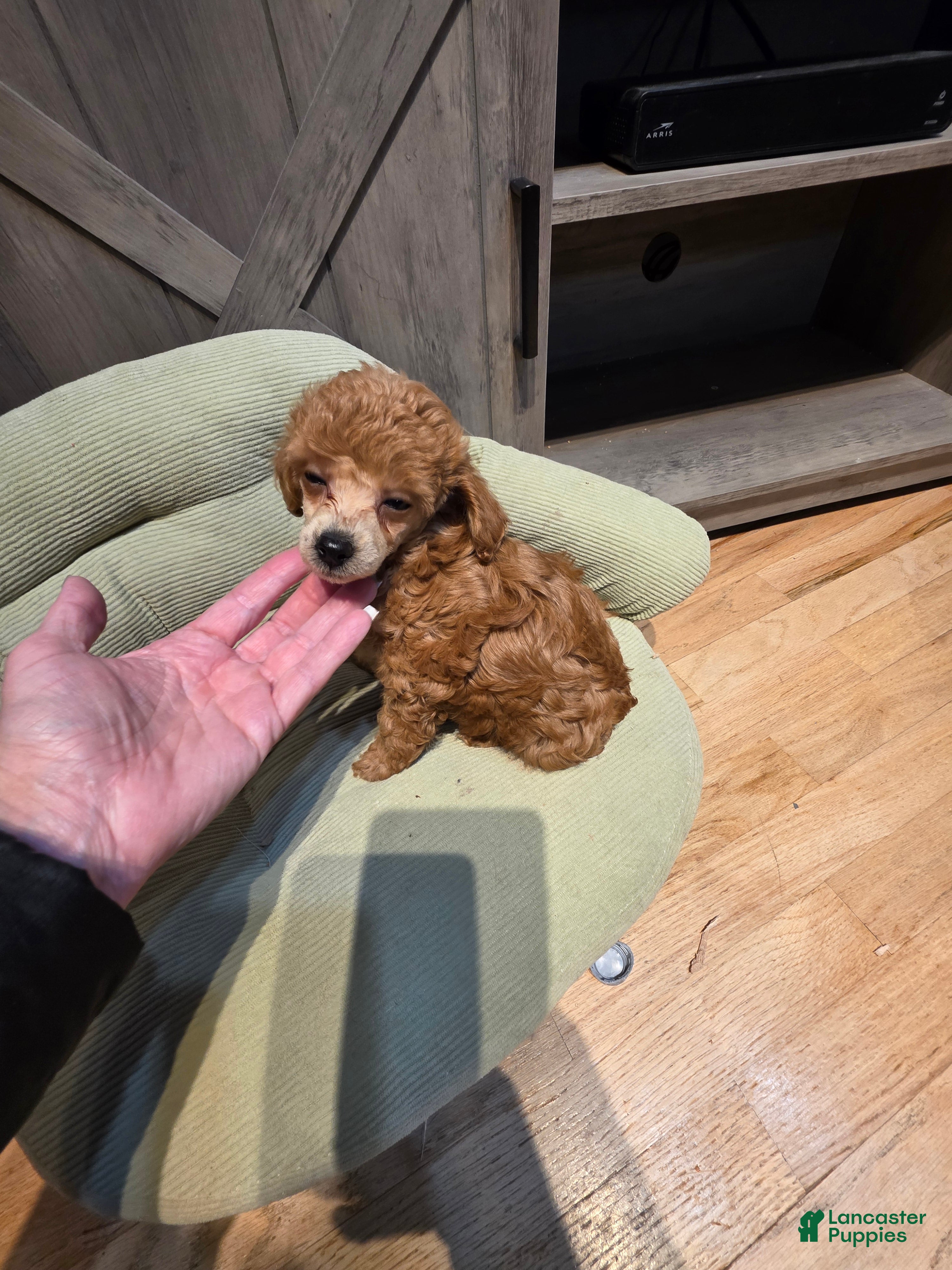 Toy Poodle dogs Toy Poodle Puppy 3 - Ad 2