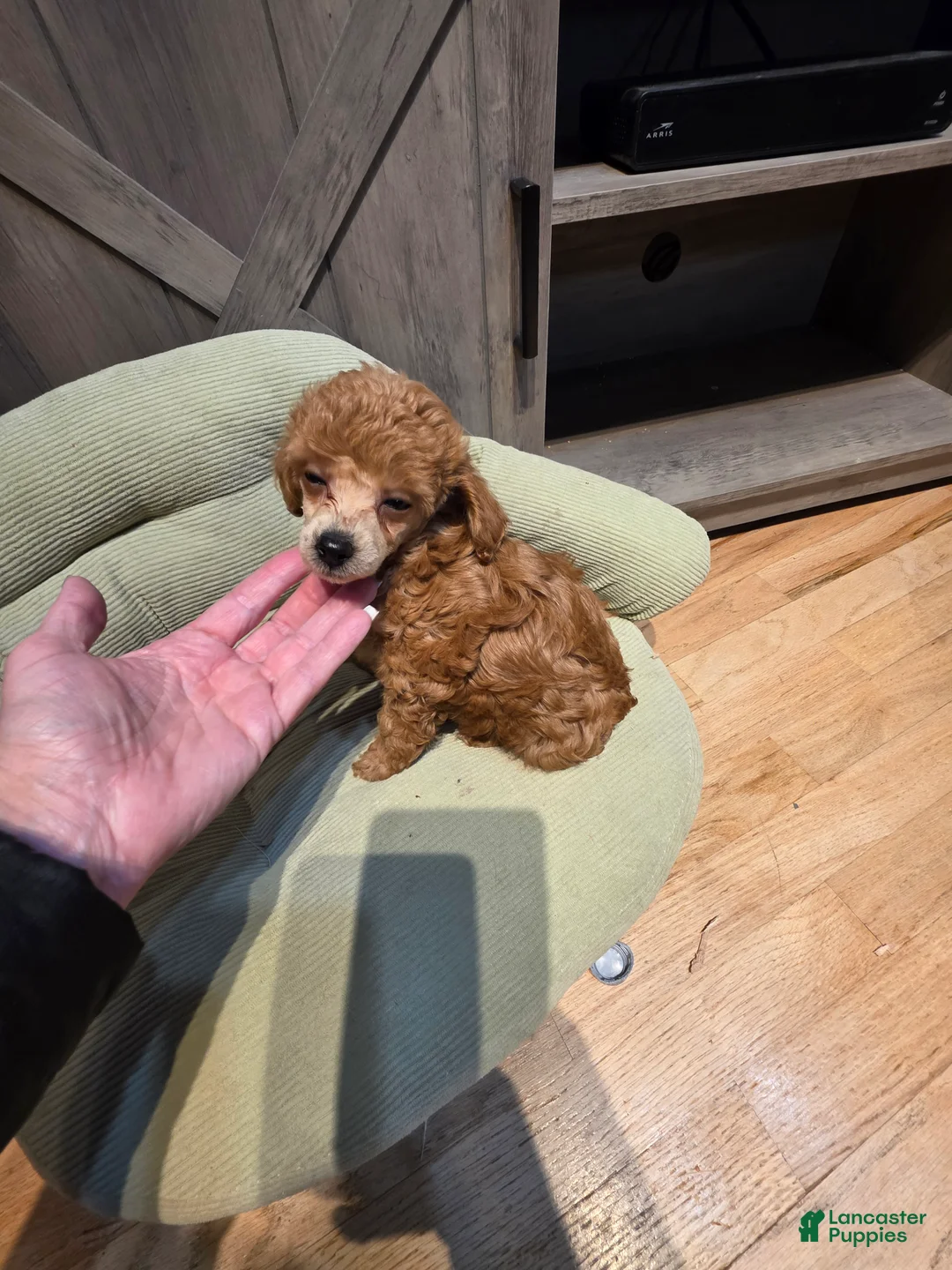 Toy Poodle dogs for sale: Toy Poodle Puppy 3 - Ad 2
