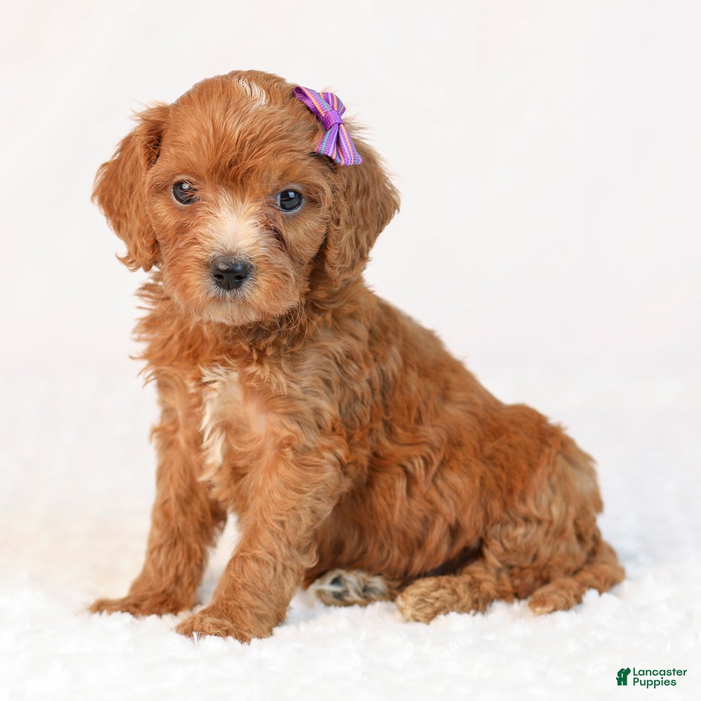 Mini Goldendoodle dogs Kiki - Ad 1
