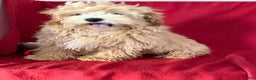 Maltipoo dogs for sale: Bently - Ad 3