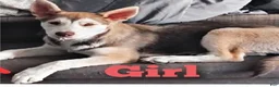 Gerberian Shepsky dogs for sale: Honeycomb - Ad 2
