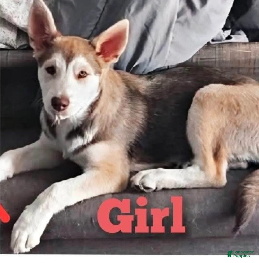 Gerberian Shepsky dogs for sale: Honeycomb - Ad 2