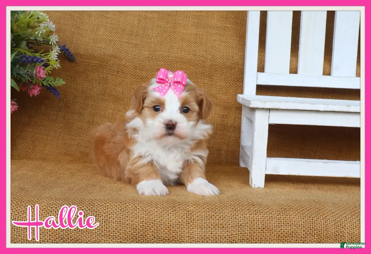 Havanese dogs Hallie - Ad 1