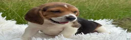 Beagle dogs for sale: Aspen - Ad 10