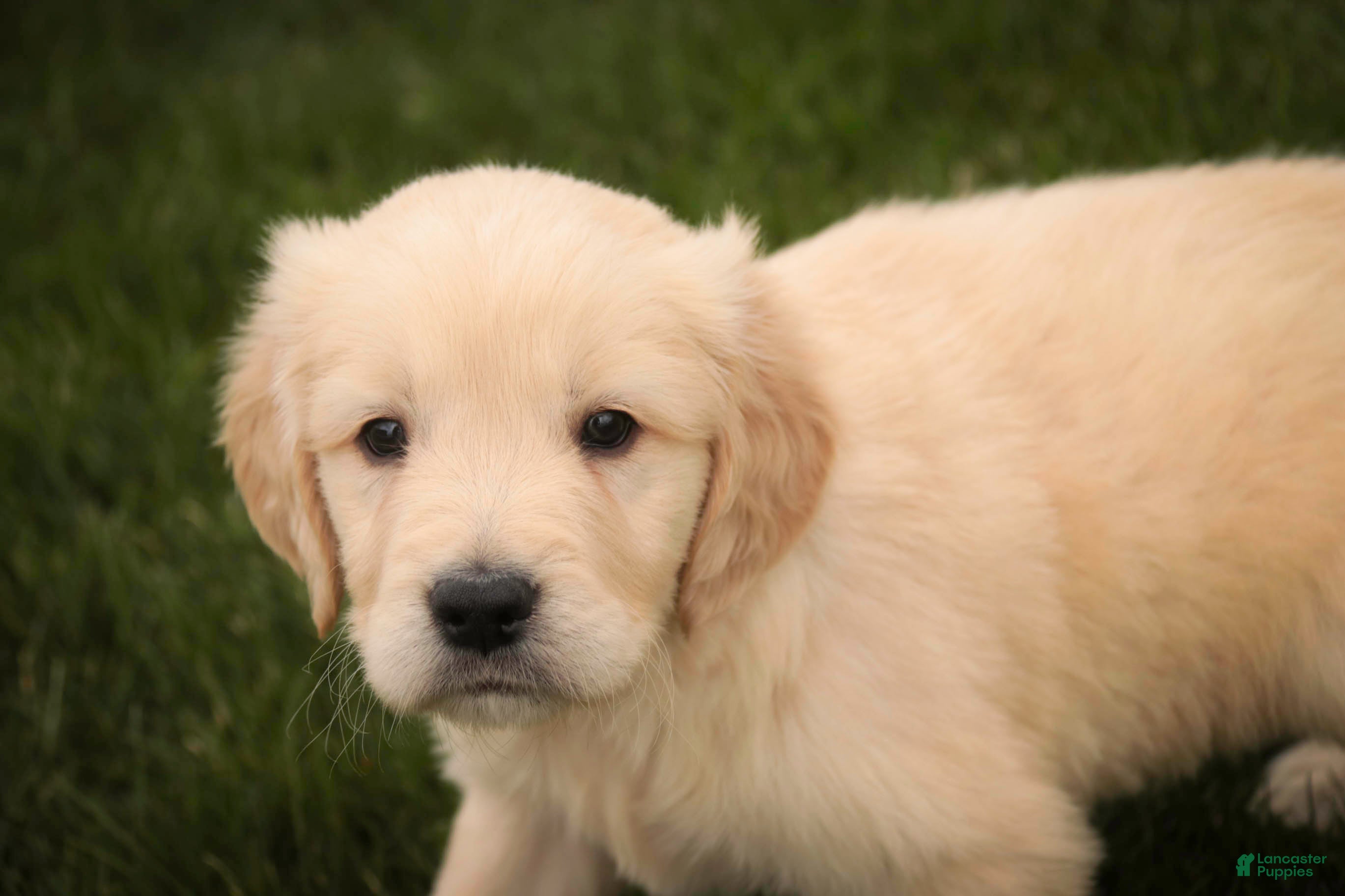 Golden Retriever dogs Mica - AKC, health tested parents - Ad 34