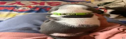 Basset Hound dogs for sale: Blue and white 2-green collar - Ad 4