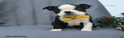 Boston Terrier dogs for sale: Oreo - Ad 5