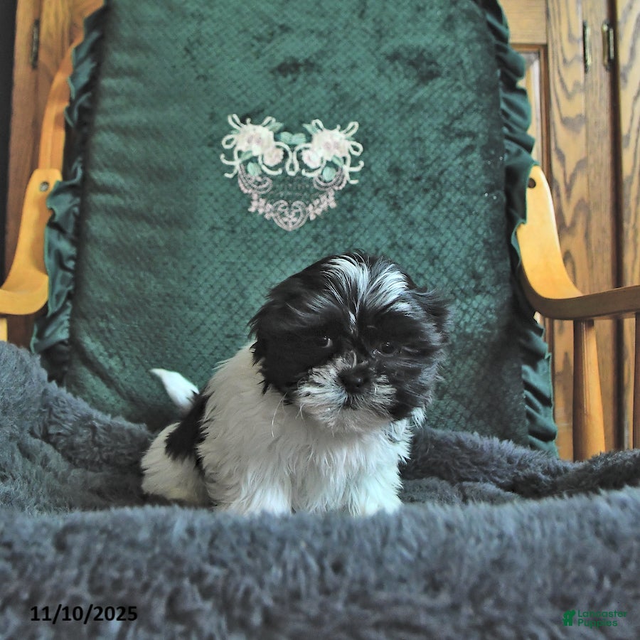 Shih Tzu dogs Kayla - Ad 25