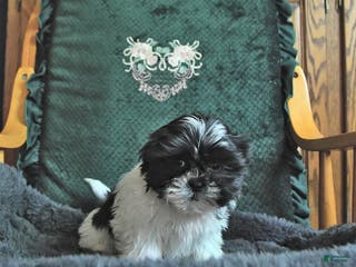 Shih Tzu dogs Kayla - Ad 15