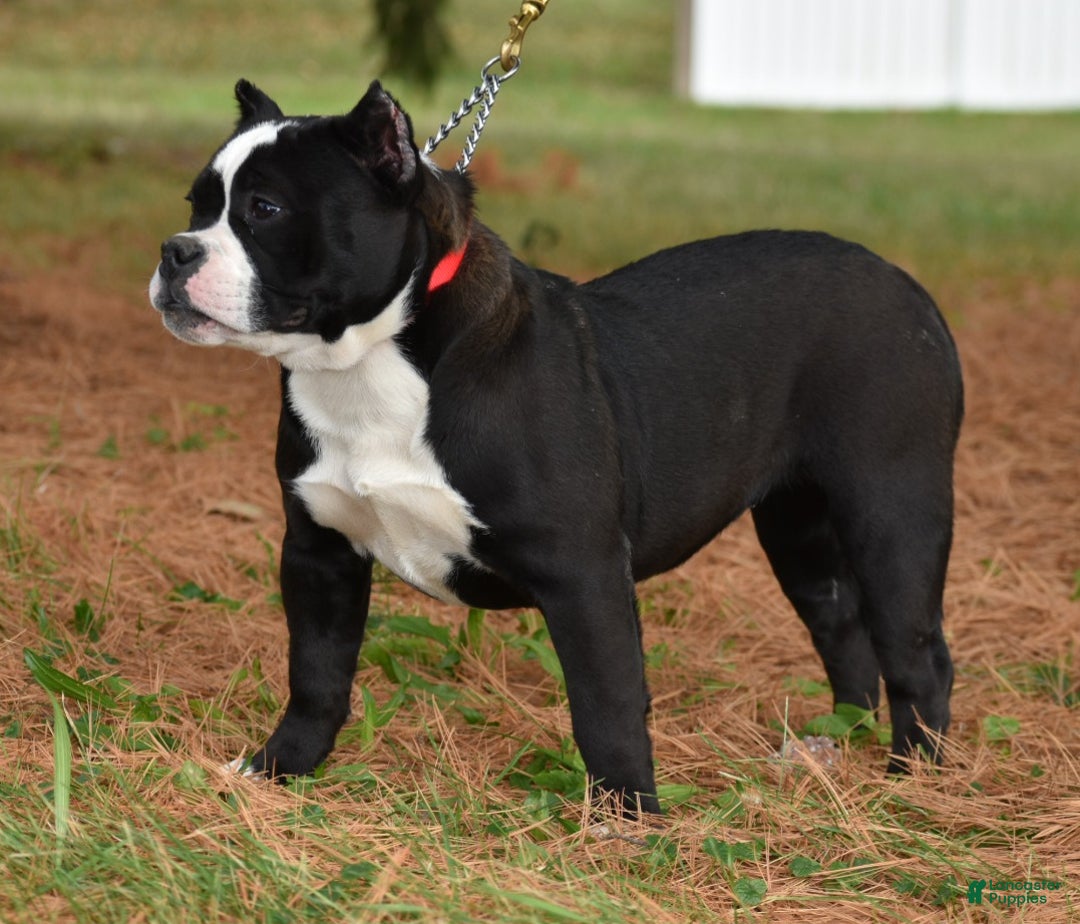 Mixed Breed dogs for sale: Prettia bully bulldog hybrid  - Ad 19