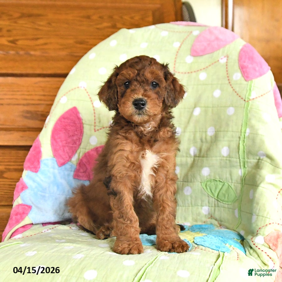Mini Goldendoodle dogs Klaus - Ad 1