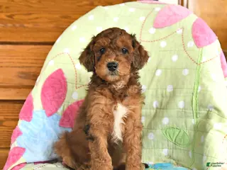 Mini Goldendoodle dogs for sale: Klaus - Ad 1