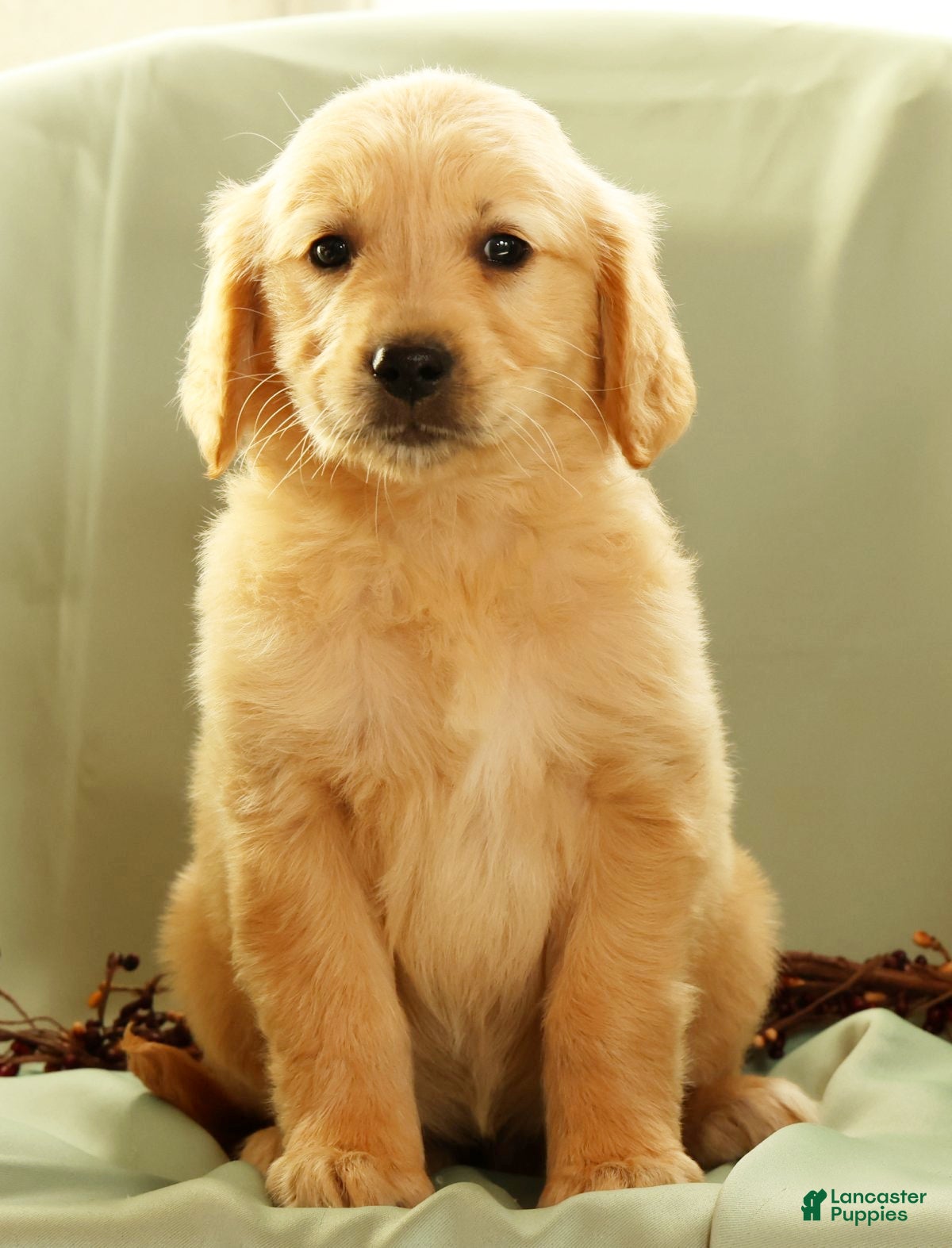 Golden Retriever dogs Janet - Ad 1