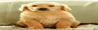 Janet