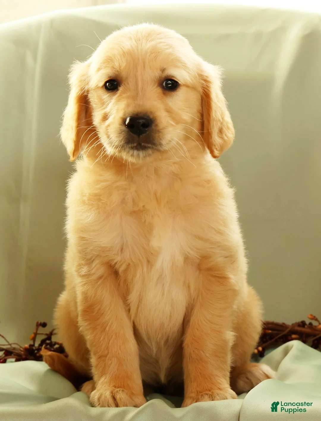 Golden Retriever dogs for sale: Janet - Ad 1