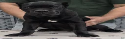 Cane Corso dogs for sale: Green Boy - Ad 3