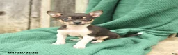 Chihuahua dogs for sale: Princess - Ad 2