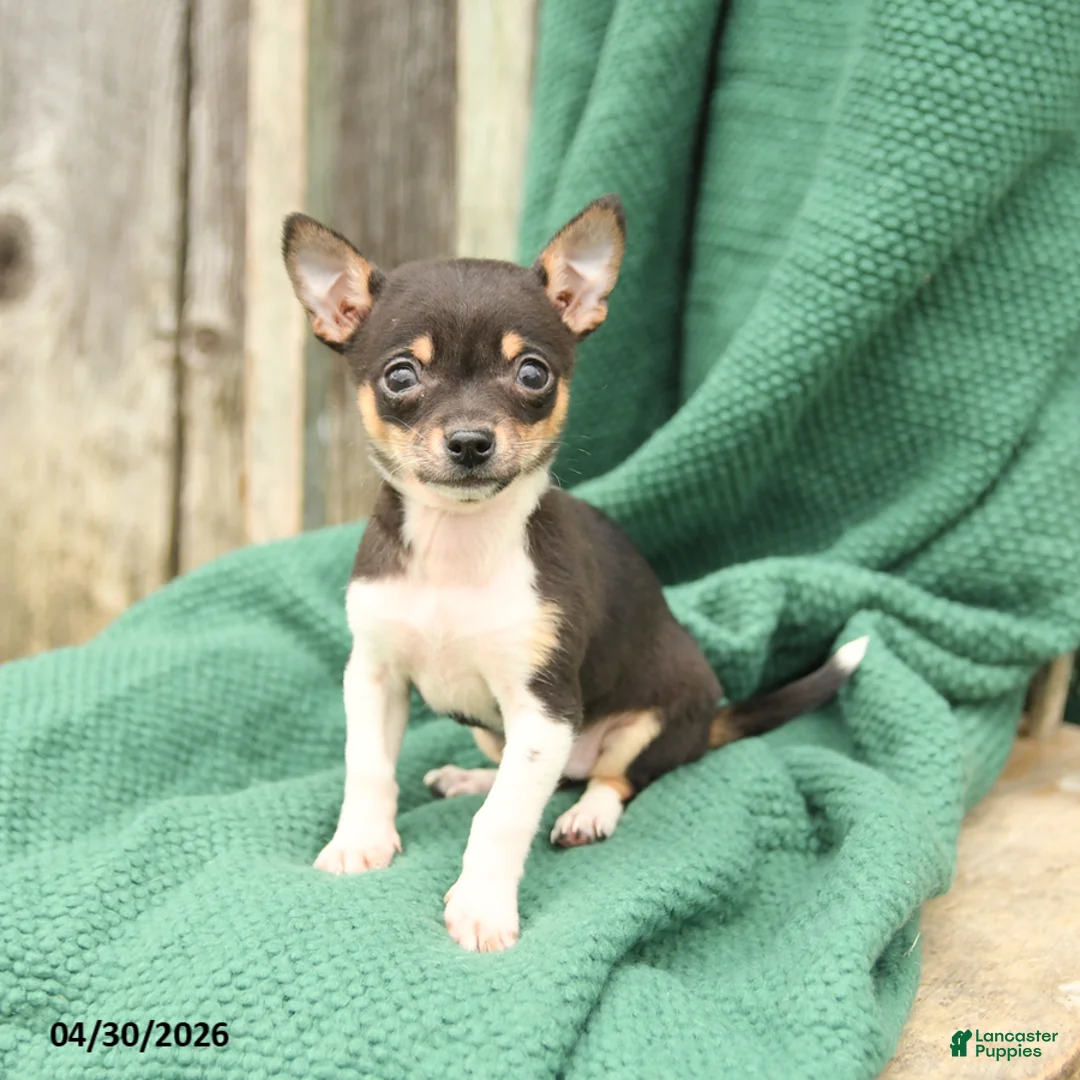 Chihuahua dogs for sale: Princess - Ad 2