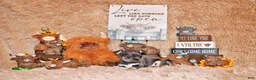 Chihuahua dogs for sale: Wendall - Ad 6