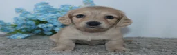 Miniature Dachshund dogs for sale: Theodore - Ad 2