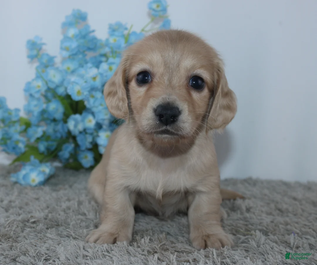 Miniature Dachshund dogs for sale: Theodore - Ad 2
