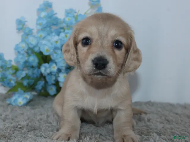 Miniature Dachshund dogs for sale: Theodore - Ad 2