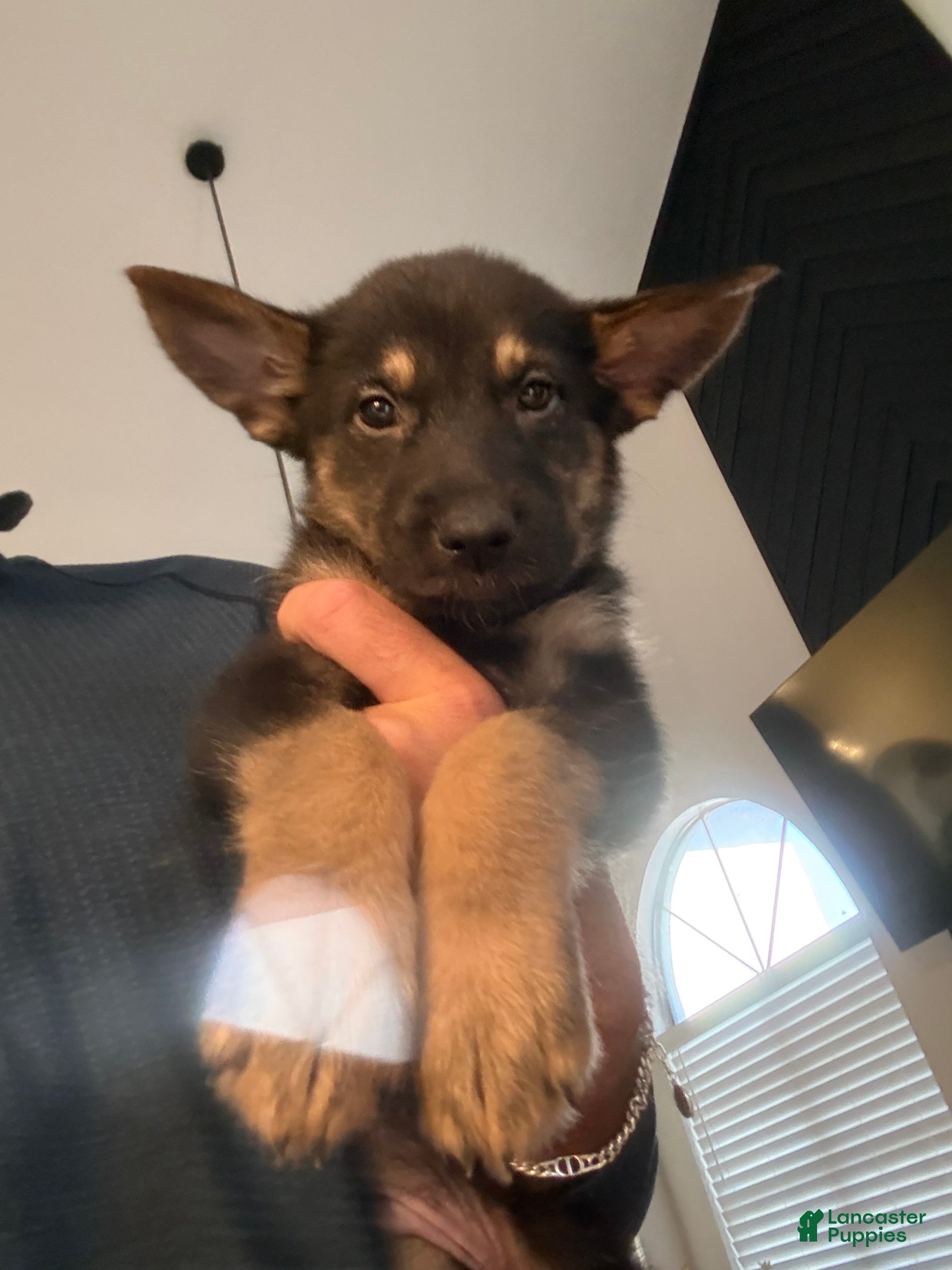 German Shepherd dogs German Shepherd 3 - Ad 1