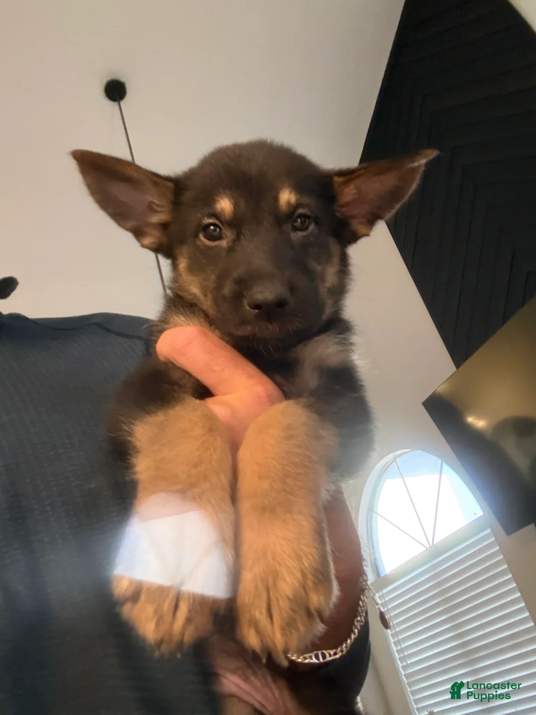 German Shepherd dogs for sale: German Shepherd 3 - Ad 1
