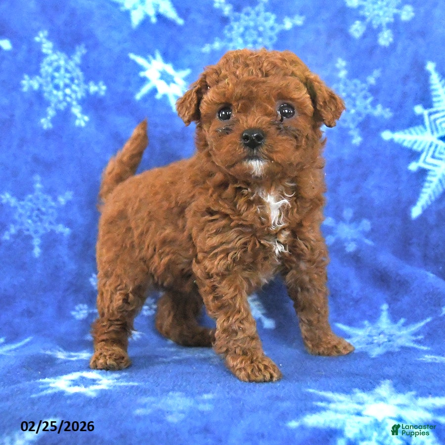 Miniature Poodle dogs Fanny - Ad 2