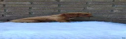Irish Doodle dogs for sale: Daisy - Ad 6