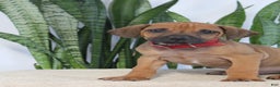 Rhodesian Ridgeback dogs for sale: Bobby - Ad 1