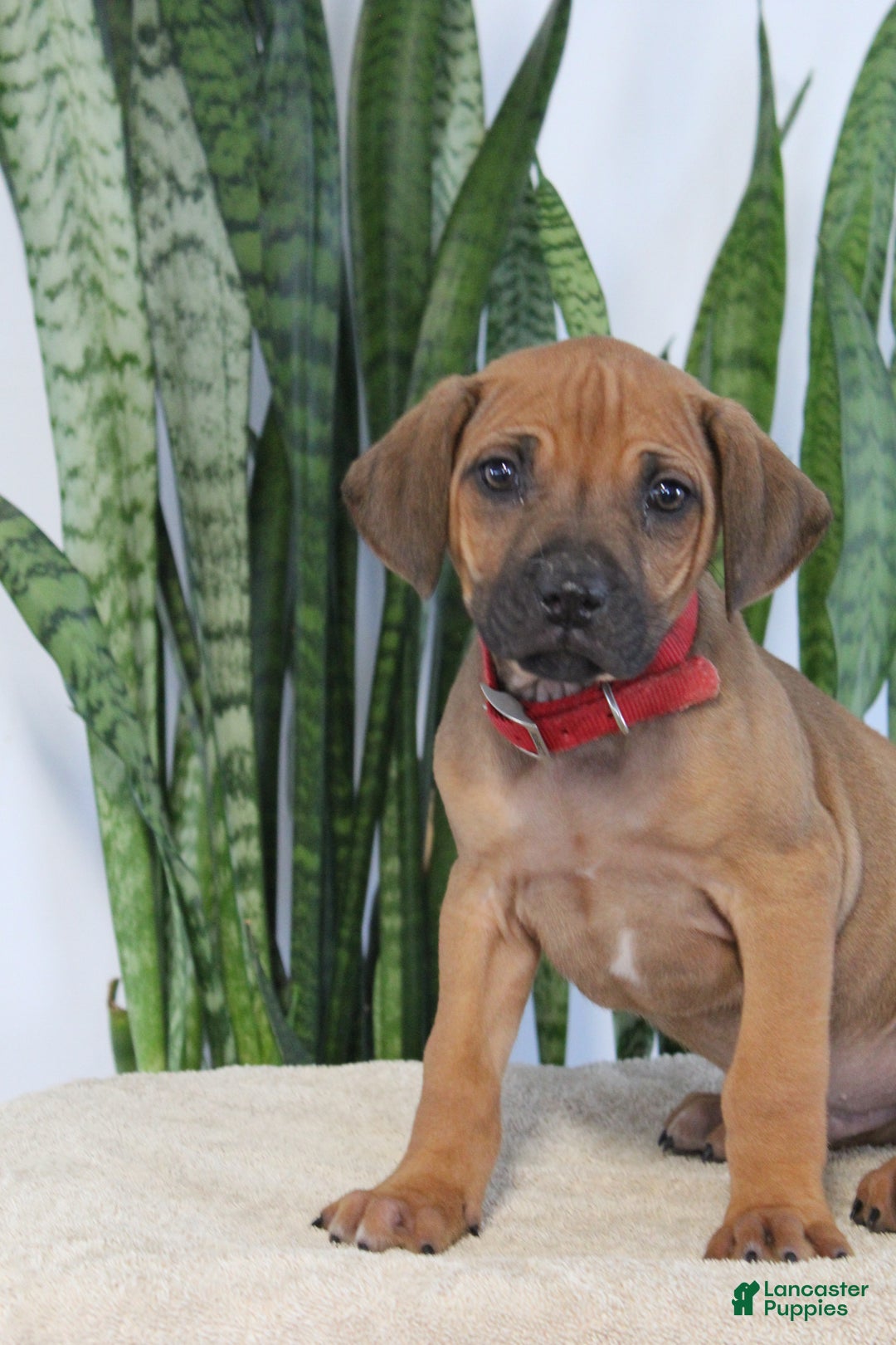 Rhodesian Ridgeback dogs for sale: Bobby - Ad 1
