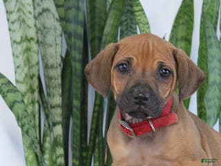 Rhodesian Ridgeback dogs Bobby - Ad 3