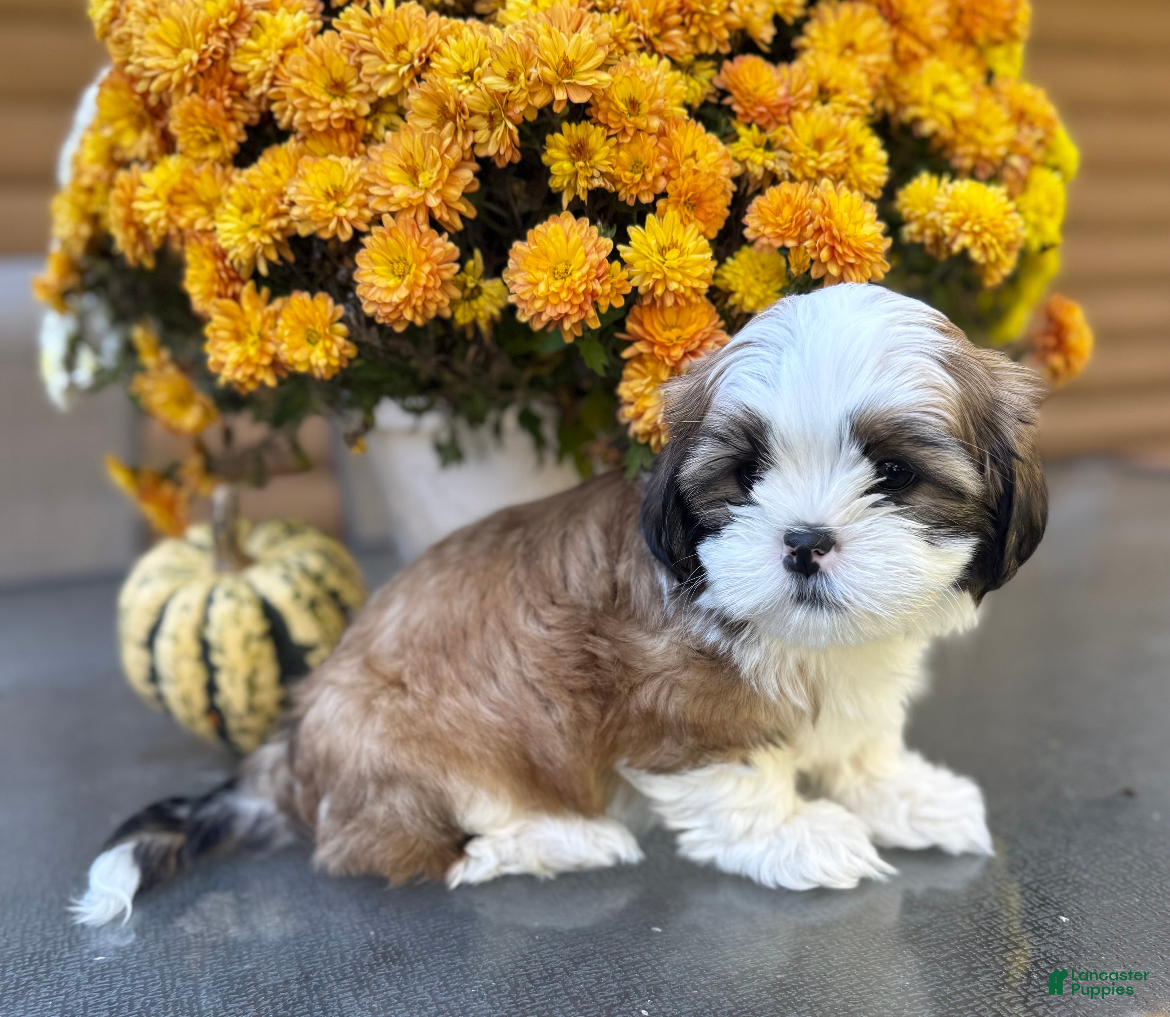 Teddy Bear dogs for sale: Root beer  - Ad 2