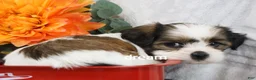 Mixed Breed dogs for sale: Gemma - Ad 13