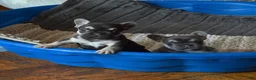 French Bulldog dogs for sale: Charlie Brown - Ad 4