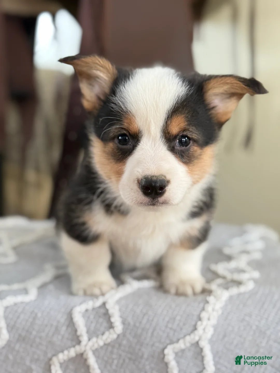 Welsh Corgi Pembroke dogs for sale: Floyd - Ad 8