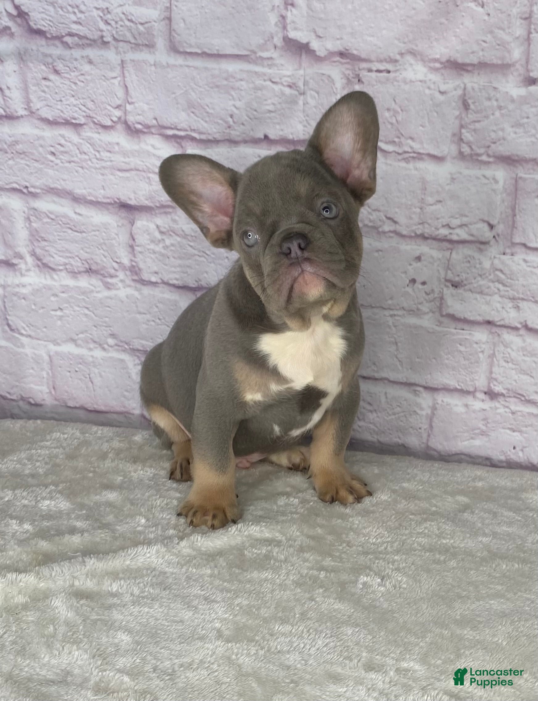 French Bulldog dogs Charlie  - Ad 23