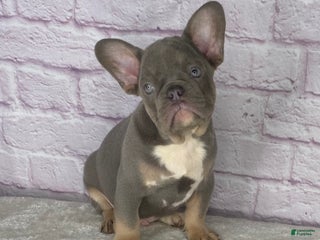 French Bulldog dogs Charlie - Ad 23