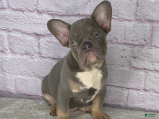 French Bulldog dogs Charlie - Ad 21