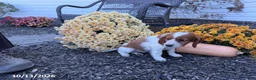 Welsh Springer Spaniel dogs for sale: Lassie - Ad 11