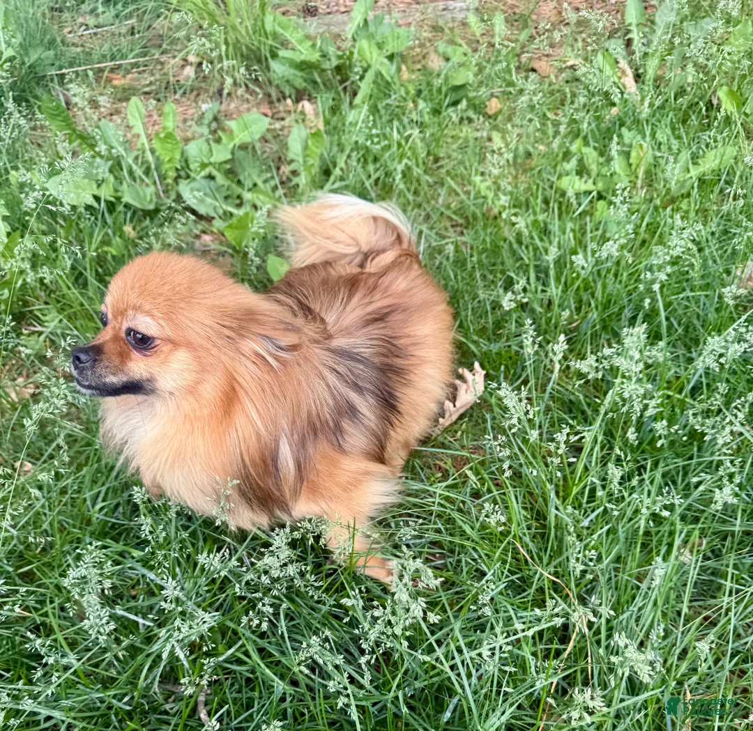 Pomeranian dogs for sale: Boo - Ad 4